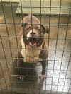 Butkus - Photo 2