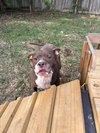 Butkus - Photo 3