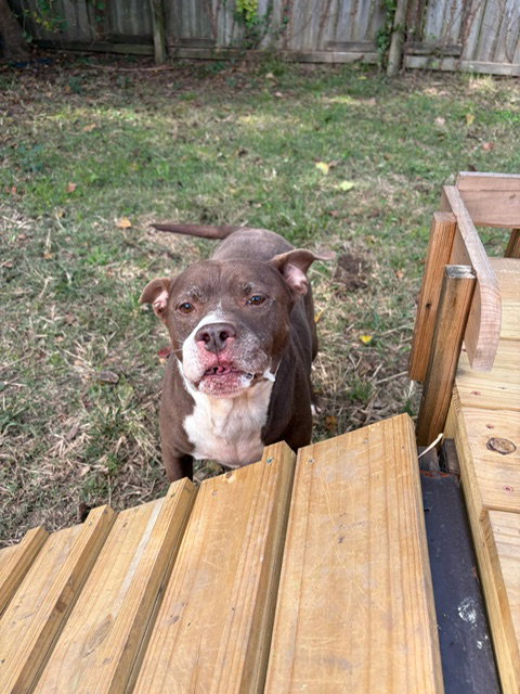 Butkus, photo 3