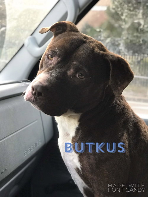 Butkus, photo 5