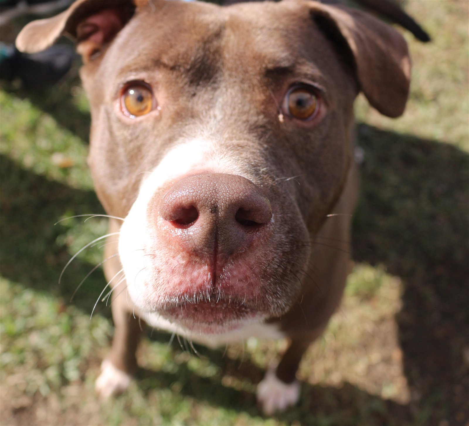 adoptable Dog in Jackson, MS named Butkus