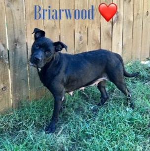 adoptable Dog in Jackson, MS named Briarwood