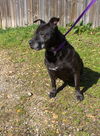adoptable Dog in  named Briarwood
