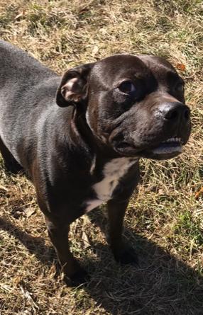 JOJO - Labrador Retriever / Boxer available for adoption
