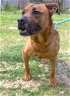 adoptable Dog in jackson, MS named Victory