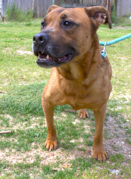 VICTORY - Shepherd available for adoption