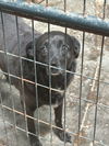 adoptable Dog in  named Bella