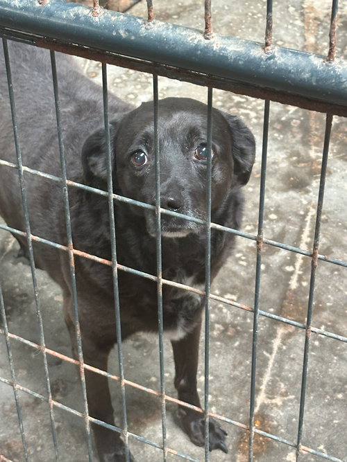 BELLA - Labrador Retriever available for adoption