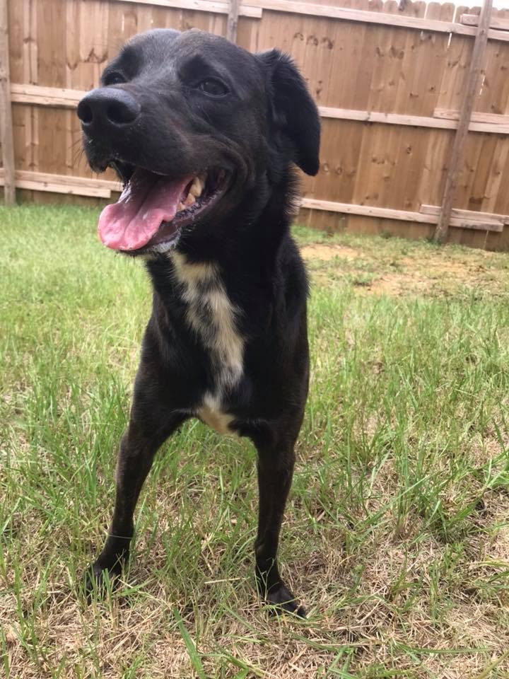 adoptable Dog in Jackson, MS named Bella