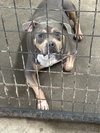 Starsky - Photo 1