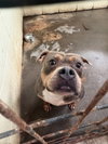 Starsky - Photo 1