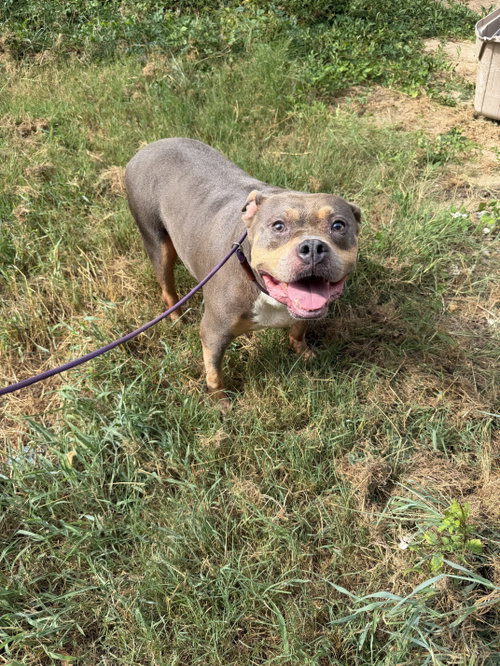 Starsky, photo 2