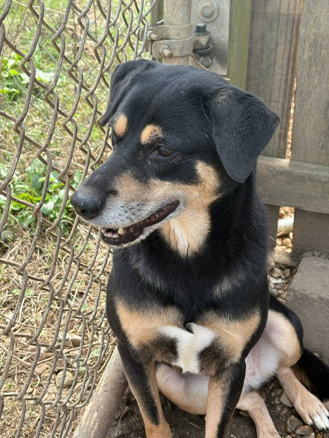 NAOMI JUDD - Shepherd available for adoption