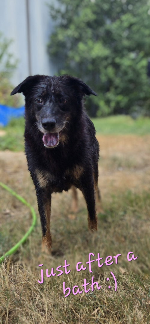 Naomi Judd, a dog for adoption from Animal Rescue Fund of MS