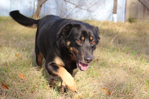 NAOMI JUDD - Shepherd available for adoption
