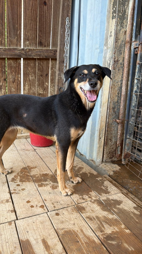 Ashley Judd, a dog for adoption from Animal Rescue Fund of MS