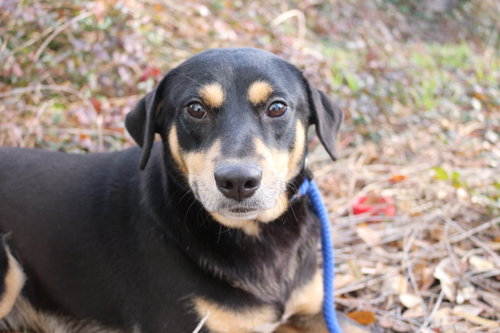 ASHLEY JUDD - Shepherd available for adoption