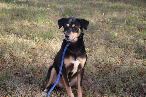 ASHLEY JUDD - Shepherd available for adoption