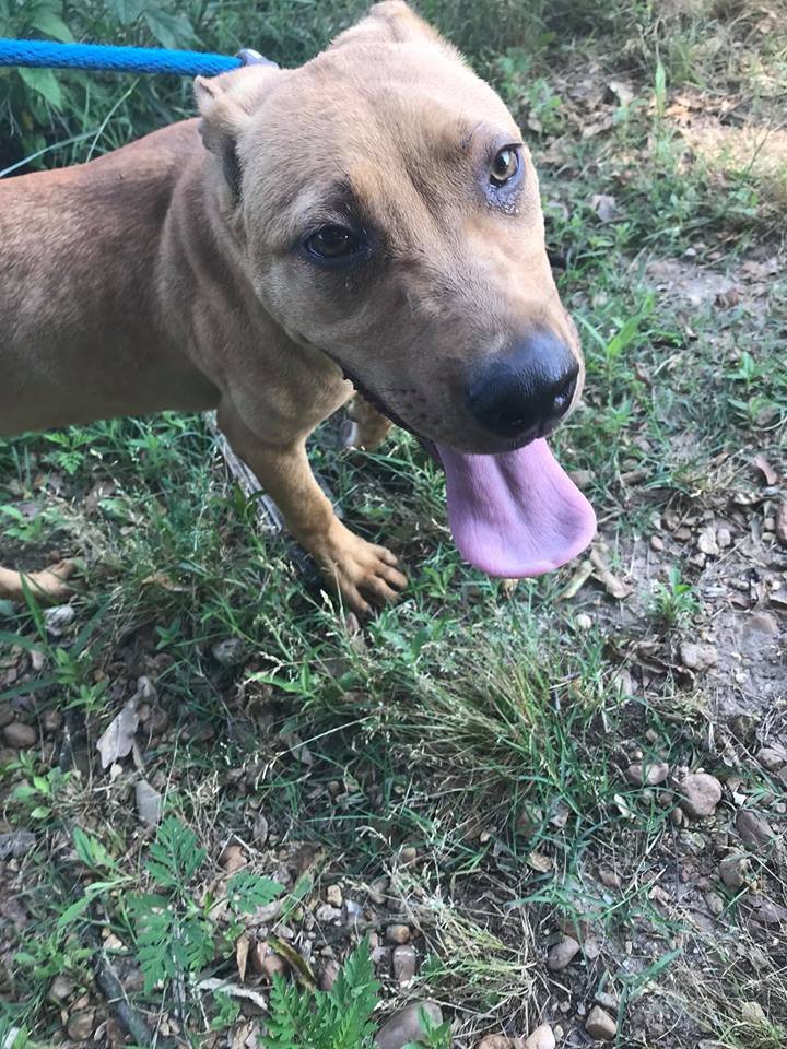 adoptable Dog in Jackson, MS named Janet 3's company