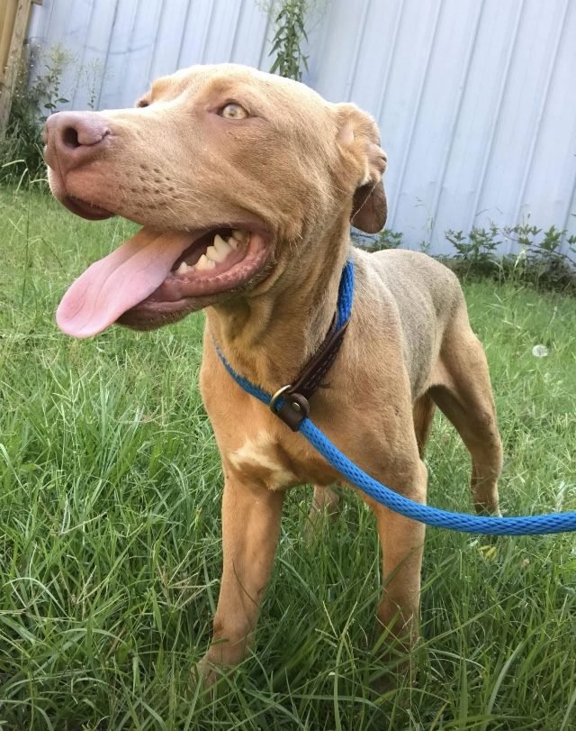 adoptable Dog in Jackson, MS named Jack 3's company