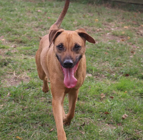 PECAN PINWHEEL - Unknown available for adoption
