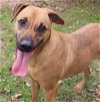 adoptable Dog in jackson, MS named Pecan Pinwheel
