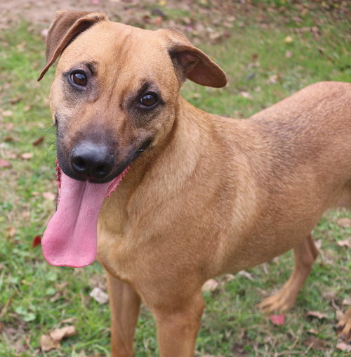 PECAN PINWHEEL - Unknown available for adoption