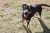Nutty Buddy - Photo 4