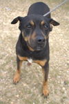 adoptable Dog in  named Nutty Buddy