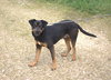 Nutty Buddy - Photo 2