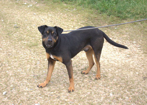 NUTTY BUDDY - Unknown available for adoption