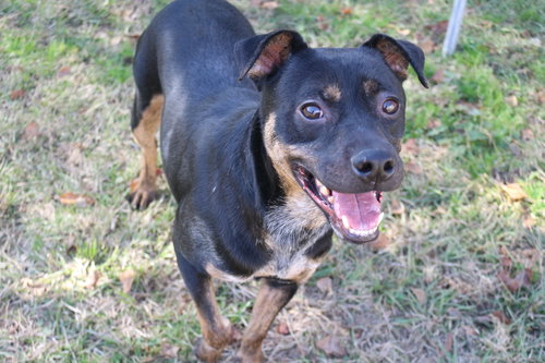 STAR CRUNCH - Unknown available for adoption