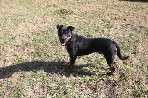 STAR CRUNCH - Unknown available for adoption