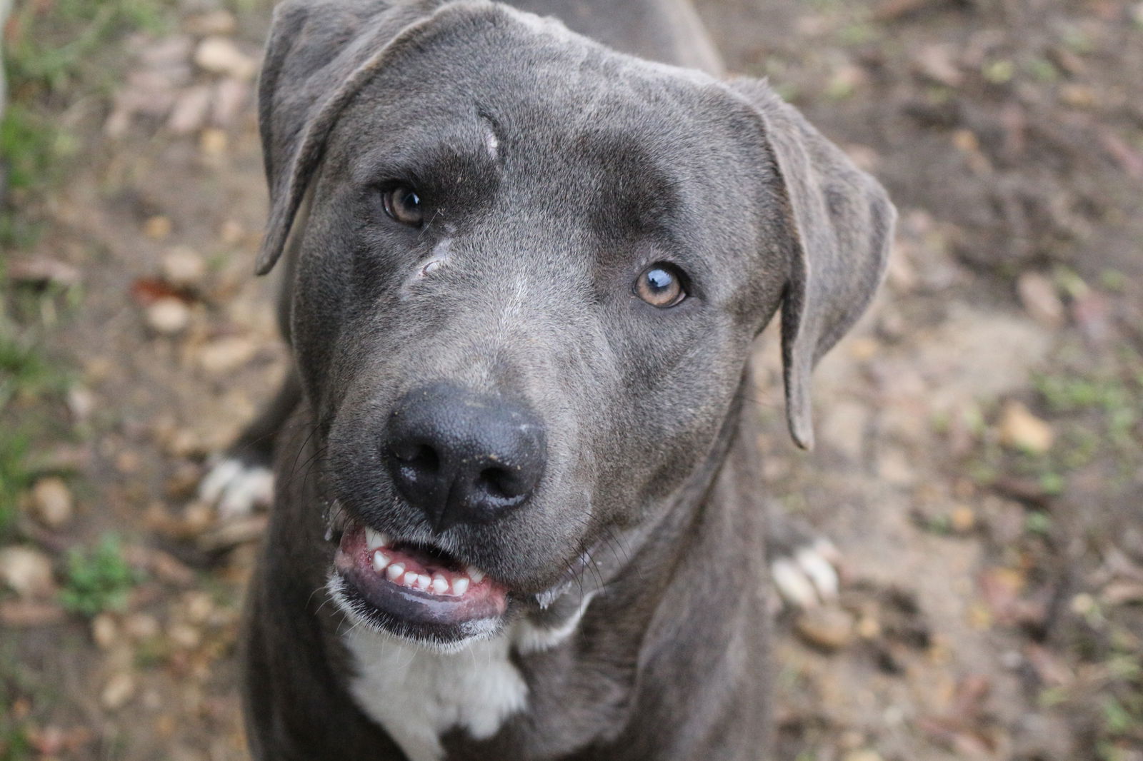 adoptable Dog in Jackson, MS named JB