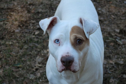 DAHLI - Staffordshire Bull Terrier available for adoption