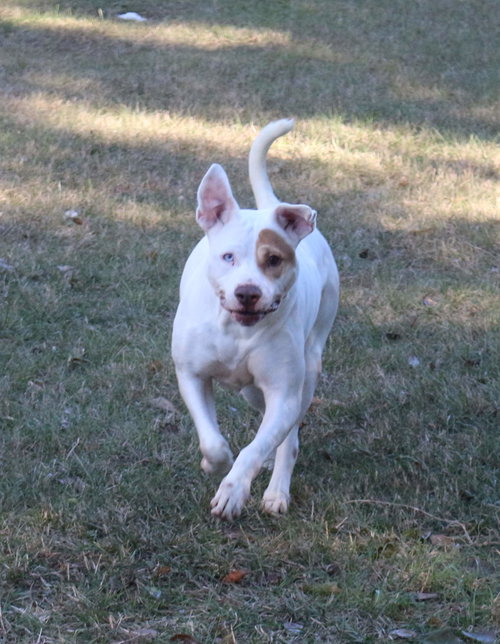 DAHLI - Staffordshire Bull Terrier available for adoption