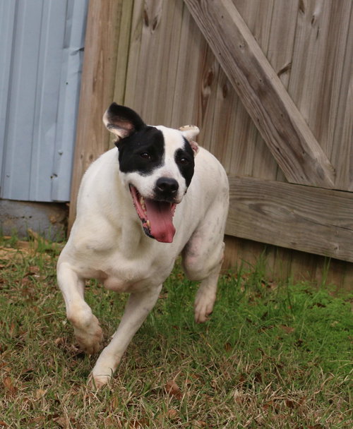 SMUDGE - Border Collie / Labrador Retriever available for adoption