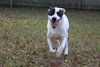 Smudge - Photo 2