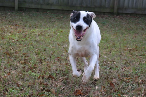SMUDGE - Border Collie / Labrador Retriever available for adoption