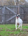 Smudge - Photo 3