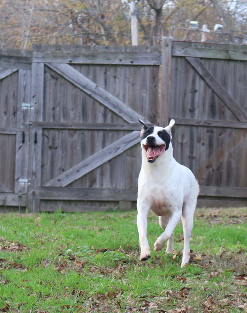 Smudge, photo 4
