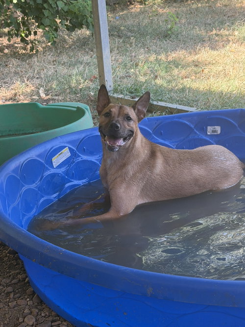 Ed Robinson, a dog for adoption from Animal Rescue Fund of MS