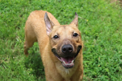 ED ROBINSON - Hound available for adoption