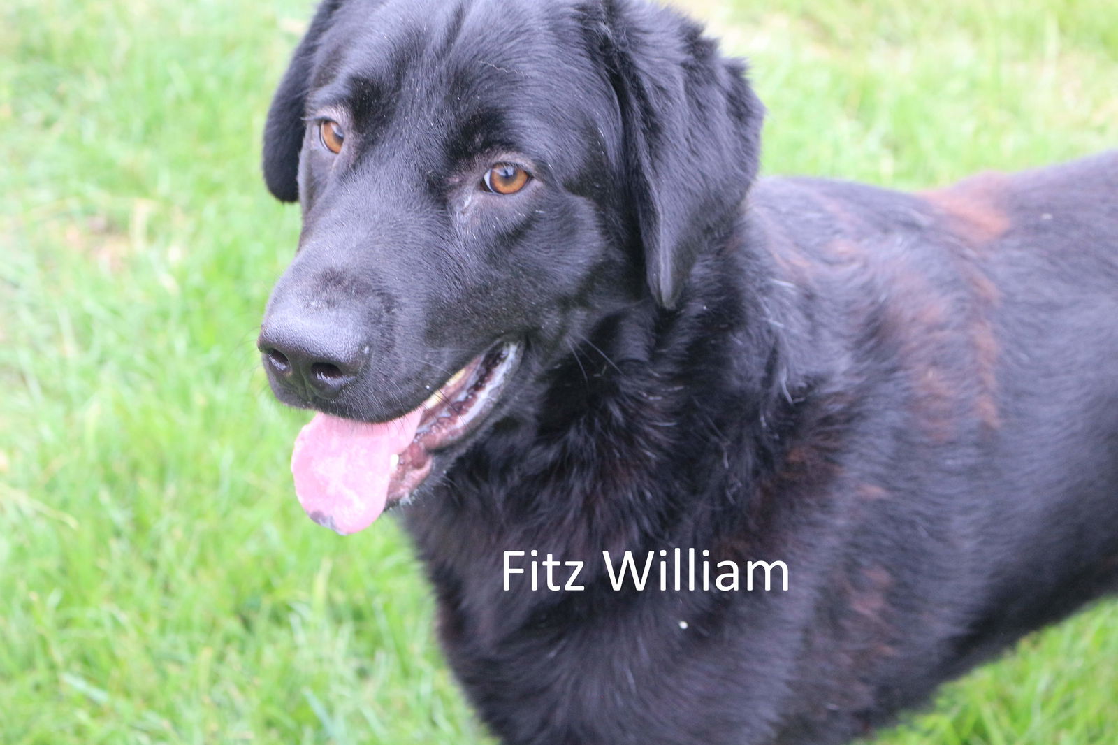 adoptable Dog in Jackson, MS named Fitzwilliam