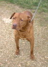 adoptable Dog in , MS named Andy