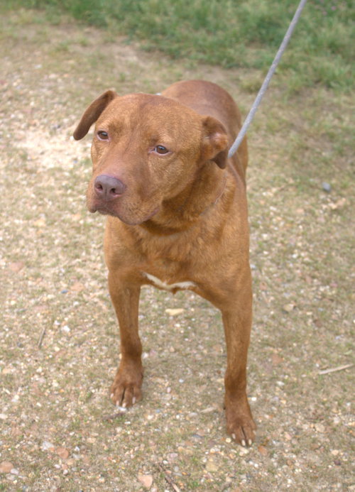 ANDY - American Staffordshire Terrier available for adoption