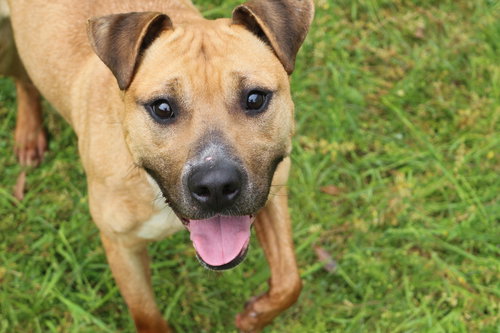 AUBREY - American Staffordshire Terrier available for adoption