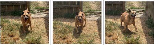 Photo 3 of Happy (Reese Cup)