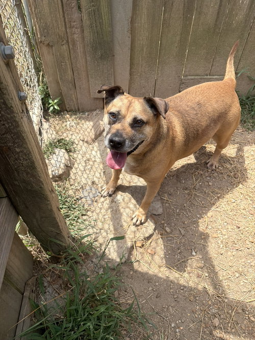 Happy (Reese Cup), a dog for adoption from Animal Rescue Fund of MS