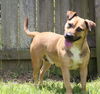 adoptable Dog in Jackson, MS named Happy (Reese Cup)